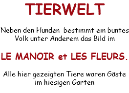 TIERWELT Neben den Hunden bestimmt ein buntes Volk unter Anderem das Bild im LE MANOIR et LES FLEURS. Alle hier gezeigten Tiere waren Gäste im hiesigen Garten
